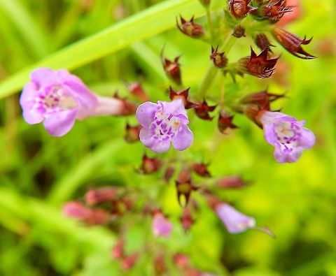 Lesser calamint - Clinopodium nepeta/calamintha Seen in St Pietersberg, Maastricht, Holland. Aug 2014.    
https://waarneming.nl/species/6621/photos/? Clinopodium nepeta,Geotagged,Lesser calamint,Netherlands,Summer