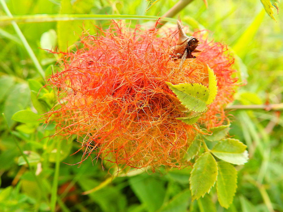 Rose bedeguar gall - Diplolepis rosae Seen in St Pietersberg, Maastricht, Holland. Aug 2014.<br />
This is the gall cuased by this wasp. Diplolepis rosae,Geotagged,Netherlands,Rose bedeguar gall,Summer