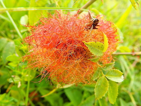 Rose bedeguar gall - Diplolepis rosae Seen in St Pietersberg, Maastricht, Holland. Aug 2014.
This is the gall cuased by this wasp. Diplolepis rosae,Geotagged,Netherlands,Rose bedeguar gall,Summer