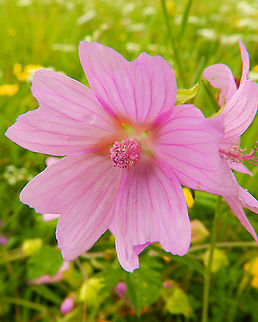 Greater Musk-mallow - Malva alcea Seen in St Pietersberg, Maastricht, Holland. Aug 2014. Geotagged,Greater Musk-mallow,Malva alcea,Netherlands,Summer