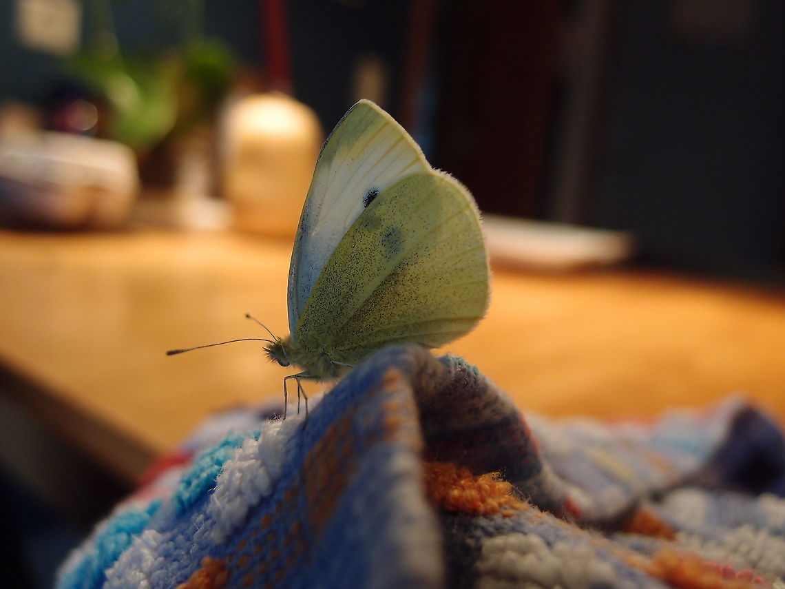 Large white - Pieris brassicae Found in our house on February 2014 (I guess it was wintering in our basement) Belgium,Geotagged,Large white,Pieris brassicae,Winter