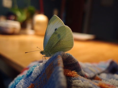 Large white - Pieris brassicae Found in our house on February 2014 (I guess it was wintering in our basement) Belgium,Geotagged,Large white,Pieris brassicae,Winter