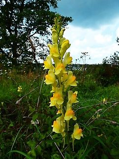 Butter-and-eggs - Linaria vulgaris Seen in St Pietersberg, Maastricht, Holland. Aug 2014.  Butter-and-eggs,Geotagged,Linaria vulgaris,Netherlands,Summer