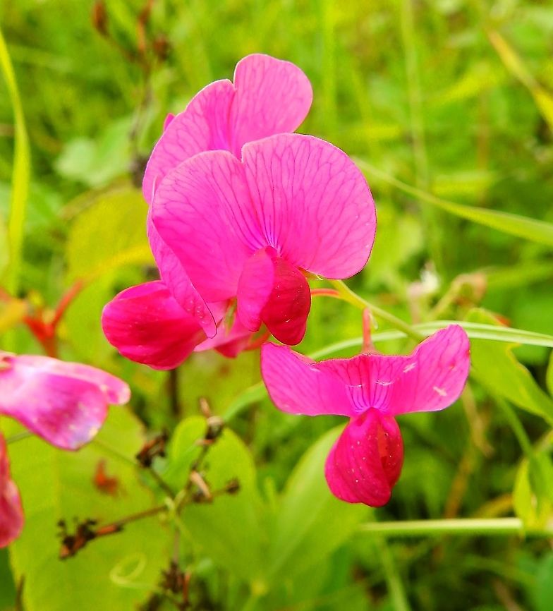Tuberous vetchling - Lathyrus tuberosus Seen in St Pietersberg, Maastricht, Holland. Aug 2014.  Geotagged,Lathyrus tuberosus,Netherlands,Summer,Tuberous vetchling
