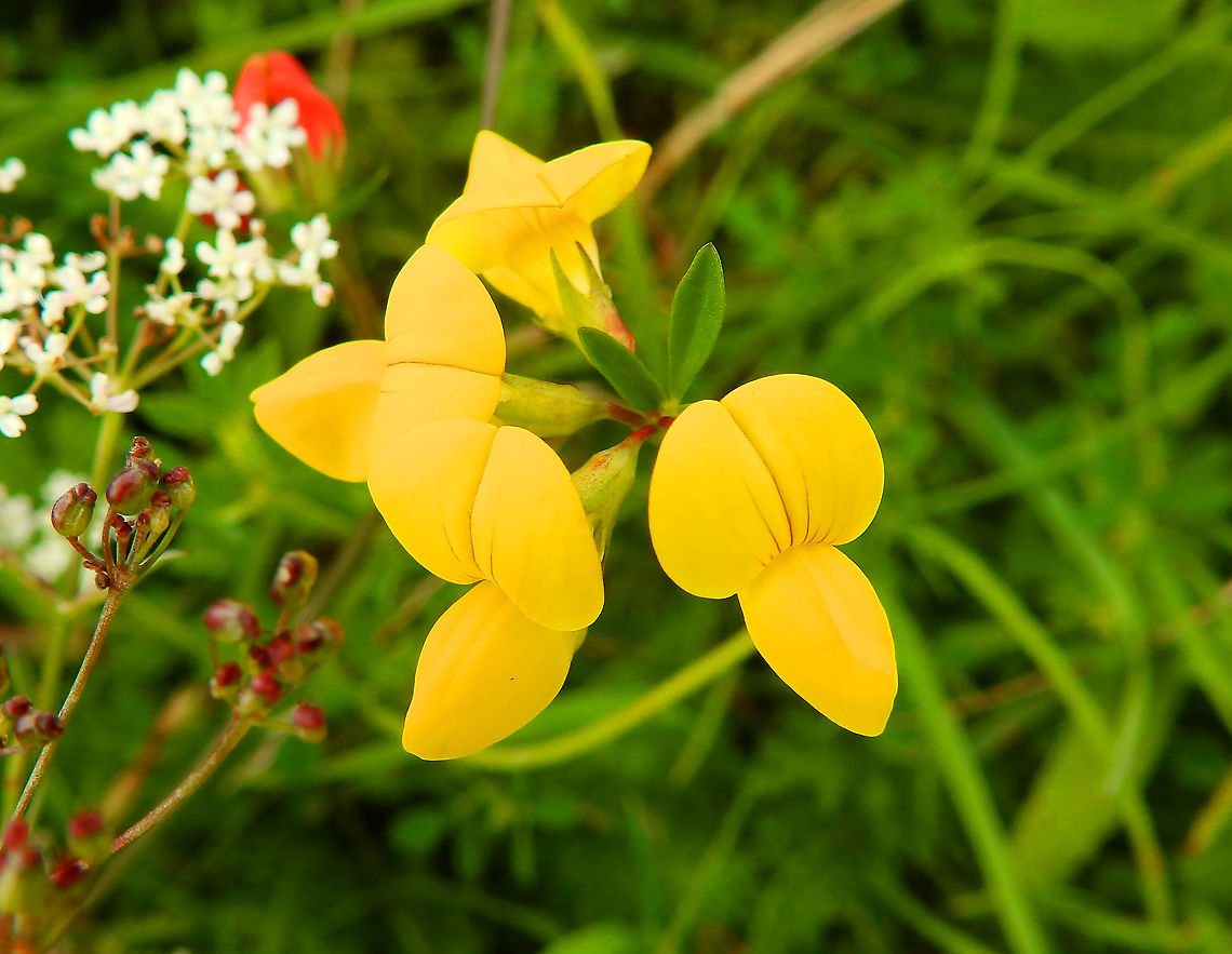 Bird's-foot trefoil- Lotus corniculatus Seen in St Pietersberg, Maastricht, Holland. Aug 2014.  Bird's-foot trefoil,Geotagged,Lotus corniculatus,Netherlands,Summer