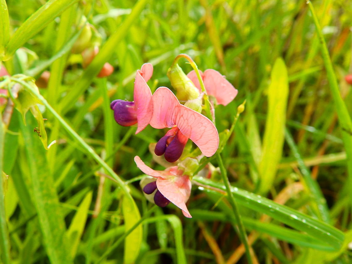 Narrow-leaved everlasting-pea - Lathyrus sylvestris Seen in St Pietersberg, Maastricht, Holland. Aug 2014.  Geotagged,Lathyrus sylvestris,Narrow-leaved everlasting-pea,Netherlands,Summer