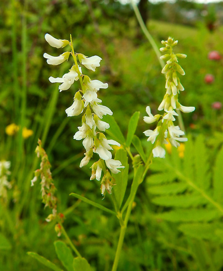 White-flowered sweet clover - Melilotus albus Seen in St Pietersberg, Maastricht, Holland. Aug 2014.  Geotagged,Melilotus albus,Netherlands,Summer,White-flowered sweet clover