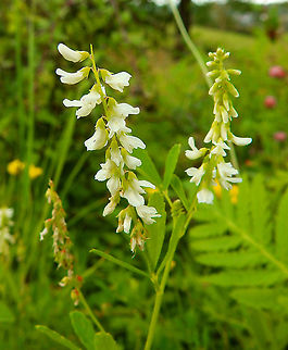 White-flowered sweet clover - Melilotus albus Seen in St Pietersberg, Maastricht, Holland. Aug 2014.  Geotagged,Melilotus albus,Netherlands,Summer,White-flowered sweet clover