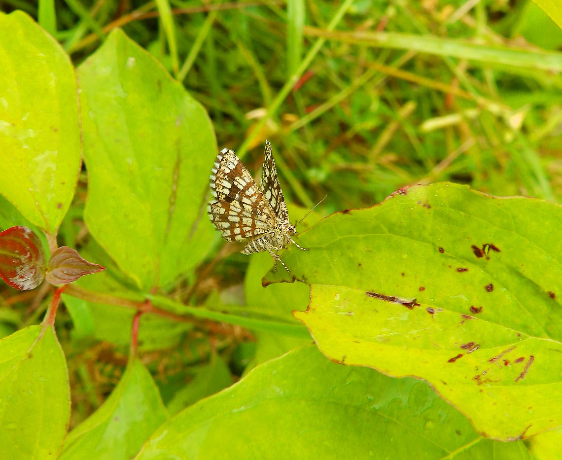 Latticed heath - Chiasmia clathrata Seen in St Pietersberg, Maastricht, Holland. Aug 2014.  Chiasmia clathrata,Geotagged,Latticed heath,Netherlands,Summer