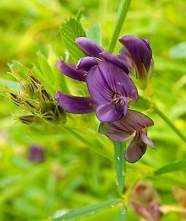 Alfalfa - Medicago sativa Seen in St Pietersberg, Maastricht, Holland. Aug 2014.         Alfalfa,Geotagged,Medicago sativa,Netherlands,Summer