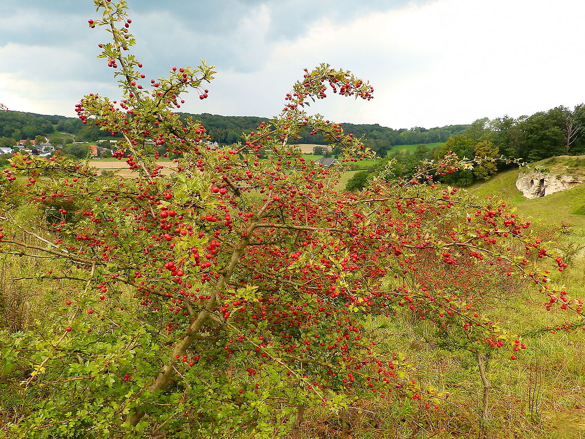 Common hawthorn - Crataegus monogyna Seen in St Pietersberg, Maastricht, Holland. Aug 2014.  Common hawthorn,Crataegus monogyna,Geotagged,Netherlands,Summer