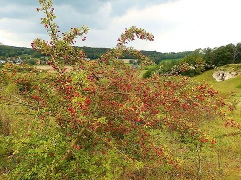 Common hawthorn - Crataegus monogyna Seen in St Pietersberg, Maastricht, Holland. Aug 2014.  Common hawthorn,Crataegus monogyna,Geotagged,Netherlands,Summer