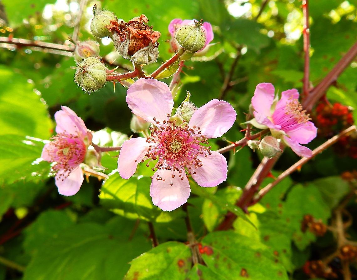Rubus ulmifolius - Flower Seen in St Pietersberg, Maastricht, Holland. Aug 2014.        <br />
<a href="https://waarneming.nl/species/106691/photos/?date_after=2020-12-09&amp;date_before=2021-12-09&amp;province;=&amp;search=maastricht&amp;likes;=&amp;user;=&amp;location;=&amp;sex;=&amp;type;=&amp;life;_stage=&amp;activity;=&amp;method;=" rel="nofollow">https://waarneming.nl/species/106691/photos/?date_after=2020-12-09&amp;date_before=2021-12-09&amp;province;=&amp;search=maastricht&amp;likes;=&amp;user;=&amp;location;=&amp;sex;=&amp;type;=&amp;life;_stage=&amp;activity;=&amp;method;=</a><br />
<figure class="photo"><a href="https://www.jungledragon.com/image/127683/rubus_ulmifolius_-_fruit.html" title="Rubus ulmifolius - Fruit"><img src="https://s3.amazonaws.com/media.jungledragon.com/images/2298/127683_thumb.JPG?AWSAccessKeyId=05GMT0V3GWVNE7GGM1R2&Expires=1759968010&Signature=KeKvjmEenvJTMkdpSlbc8WgeFHI%3D" width="200" height="150" alt="Rubus ulmifolius - Fruit Seen in St Pietersberg, Maastricht, Holland. Aug 2014. <br />
https://www.jungledragon.com/image/127682/rubus_ulmifolius.html Geotagged,Netherlands,Rubus ulmifolius,Summer" /></a></figure> Geotagged,Netherlands,Rubus ulmifolius,Summer