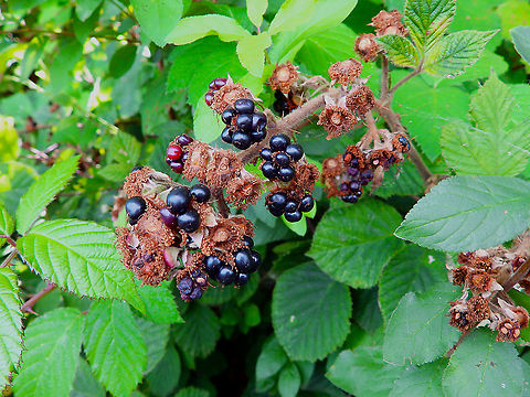 Rubus ulmifolius - Fruit Seen in St Pietersberg, Maastricht, Holland. Aug 2014. 
https://www.jungledragon.com/image/127682/rubus_ulmifolius.html Geotagged,Netherlands,Rubus ulmifolius,Summer