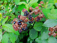 Rubus ulmifolius - Fruit Seen in St Pietersberg, Maastricht, Holland. Aug 2014. <br />
https://www.jungledragon.com/image/127682/rubus_ulmifolius.html Geotagged,Netherlands,Rubus ulmifolius,Summer
