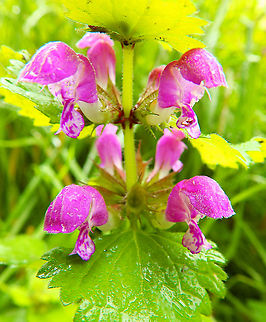 Spotted Deadnettle - Lamium maculatum Seen in St Pietersberg, Maastricht, Holland. Aug 2014.  Geotagged,Lamium maculatum,Netherlands,Spotted Deadnettle,Summer