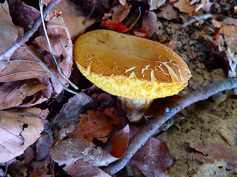 Boletaceae Seen in St Pietersberg, Maastricht, Holland. Aug 2014. 
The app ObsIdentify suggested this species and it can be found in Holland:
https://waarneming.nl/species/14598/photos/?
However since the gills are dried out is not very easy to tell. Could someone confirm or suggest alternatives? Geotagged,Netherlands,Summer