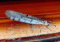 Euroleon nostras This is a typical example of a beautiful animal found in a crappy spot of my house, in the summer of 2014.<br />
https://www.jungledragon.com/image/127688/euroleon_nostras.html Belgium,Euroleon nostras,Geotagged,Summer