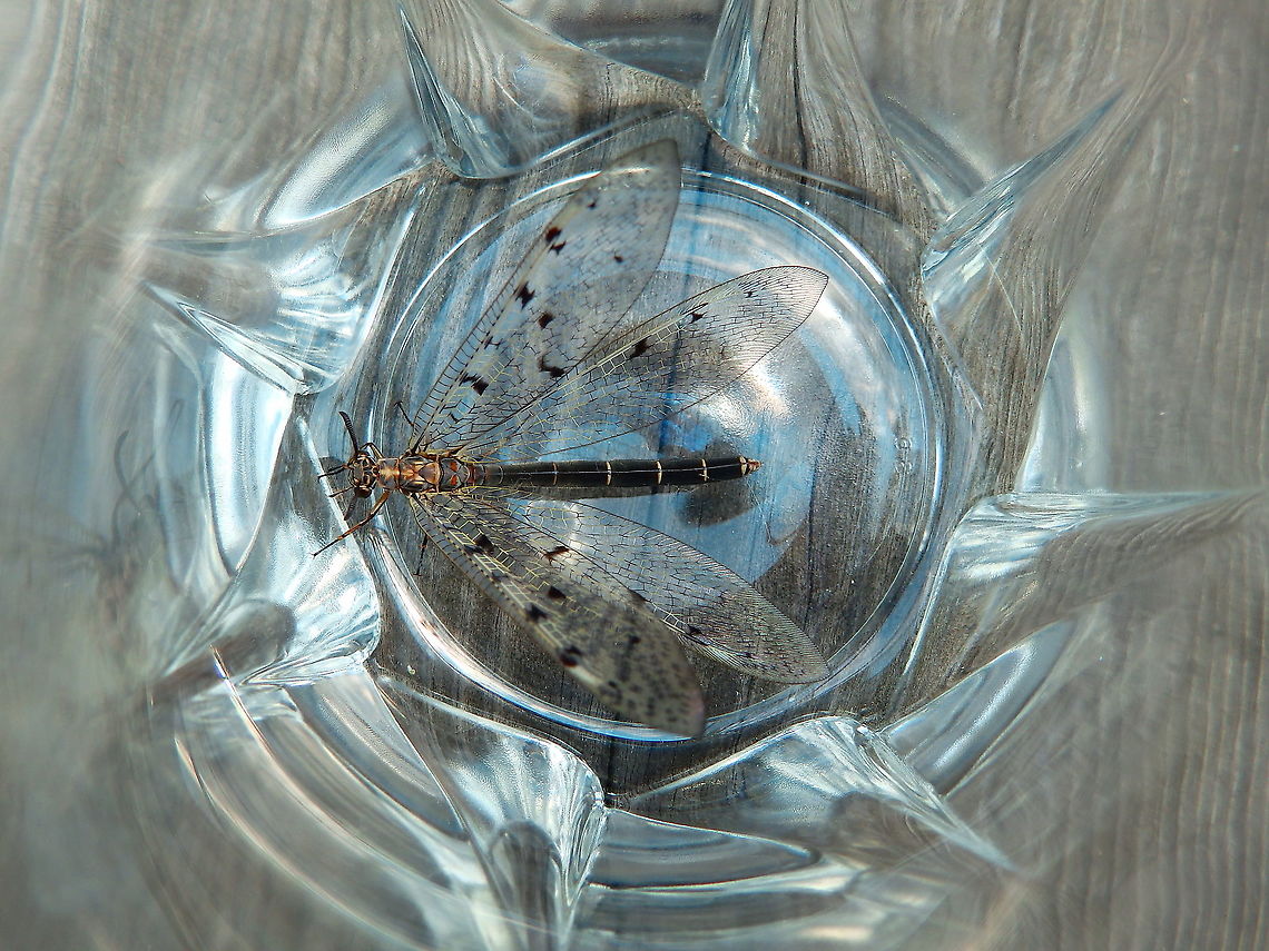 Euroleon nostras This is the same guy, in a glass before its release in our terrace :-)<br />
<figure class="photo"><a href="https://www.jungledragon.com/image/127687/euroleon_nostras.html" title="Euroleon nostras"><img src="https://s3.amazonaws.com/media.jungledragon.com/images/2298/127687_thumb.JPG?AWSAccessKeyId=05GMT0V3GWVNE7GGM1R2&Expires=1767225610&Signature=9fIX9d7xjQc6O1ccs2g7B28s7go%3D" width="200" height="140" alt="Euroleon nostras This is a typical example of a beautiful animal found in a crappy spot of my house, in the summer of 2014.<br />
https://www.jungledragon.com/image/127688/euroleon_nostras.html Belgium,Euroleon nostras,Geotagged,Summer" /></a></figure> Belgium,Euroleon nostras,Geotagged,Summer