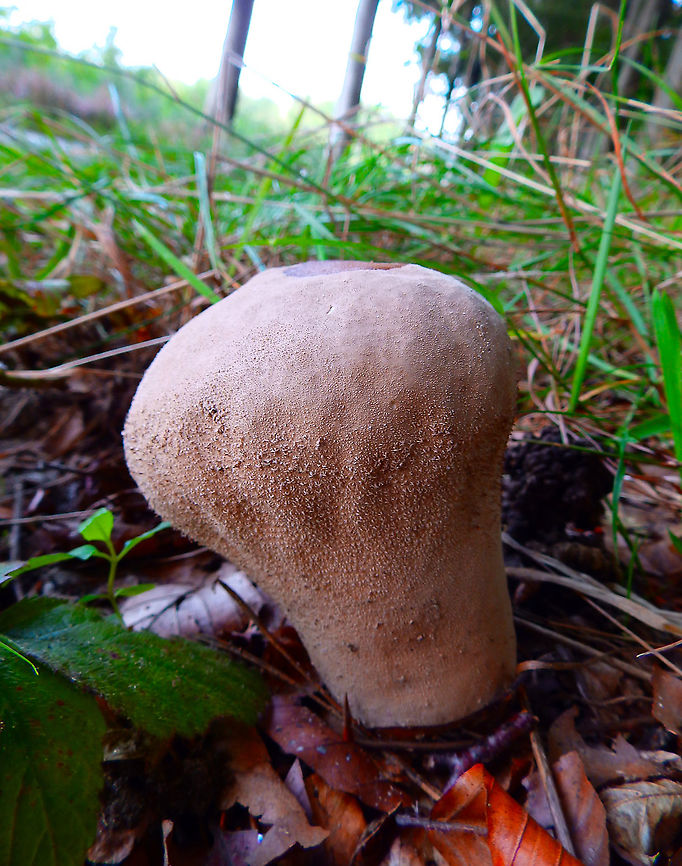 Pestle Puffball - Handkea excipuliformis Meerdaalbos, Sep 2014. Belgium,Geotagged,Handkea excipuliformis,Pestle Puffball,Summer