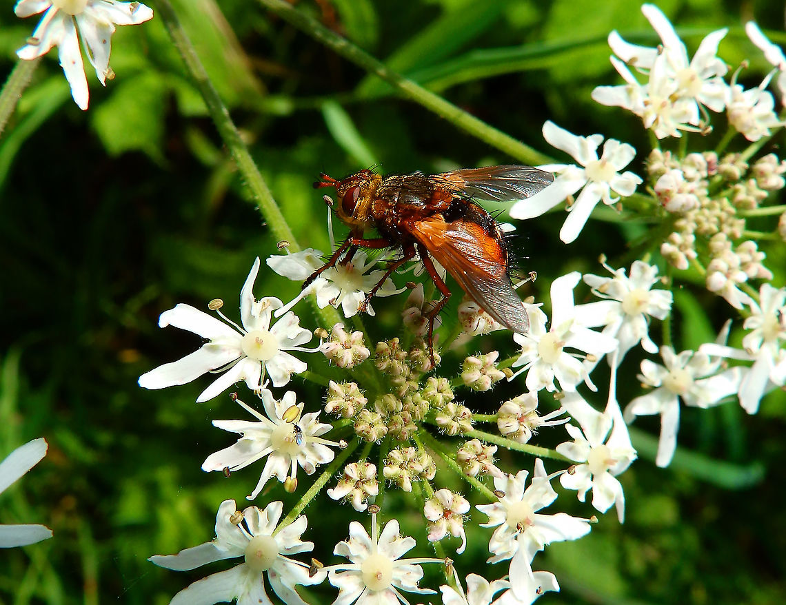 Tachina fera Meerdaalbos, Sep 2014.  Belgium,Geotagged,Summer,Tachina fera