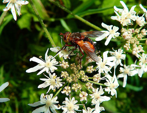 Tachina fera Meerdaalbos, Sep 2014.  Belgium,Geotagged,Summer,Tachina fera