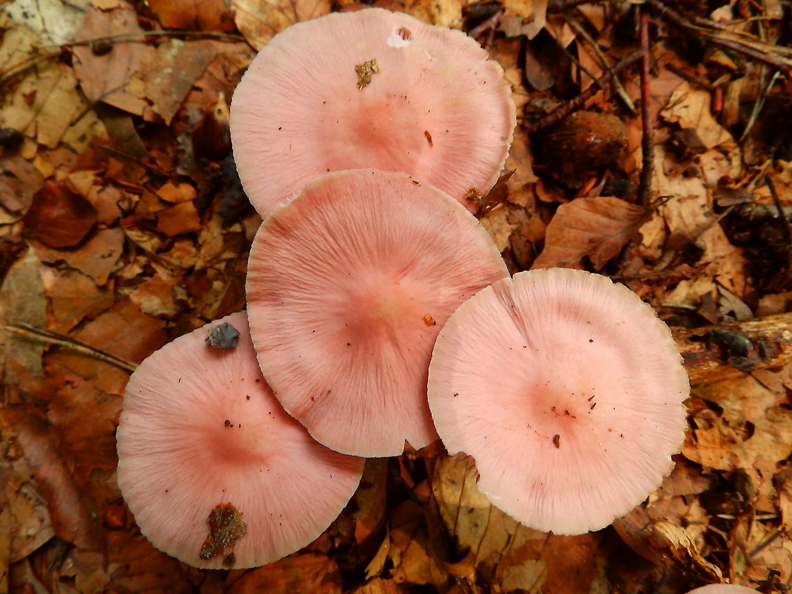 Rosy bonnet - Mycena rosea Meerdaalbos, Sep 2014.  Belgium,Geotagged,Mycena rosea,Rosy bonnet,Summer
