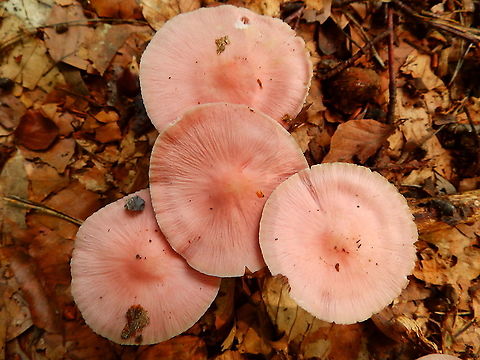 Rosy bonnet - Mycena rosea Meerdaalbos, Sep 2014.  Belgium,Geotagged,Mycena rosea,Rosy bonnet,Summer