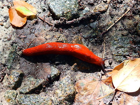 Red slug - Arion rufus Meerdaalbos, Sep 2014.  Arion rufus,Belgium,Geotagged,Red slug,Summer