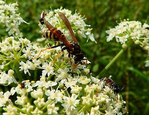 European paper wasp - Polistes dominula Meerdaalbos, Sep 2014.           Belgium,European paper wasp,Geotagged,Polistes dominula,Summer
