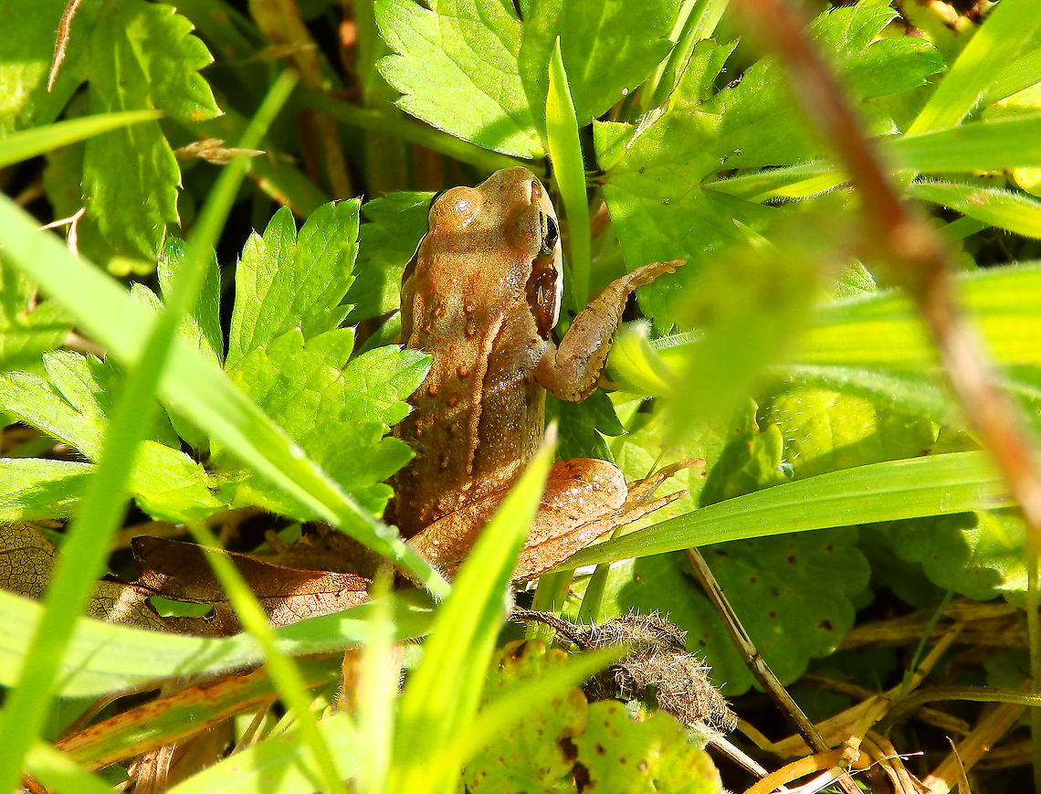 European common frog - Rana temporaria Meerdaalbos, Sep 2014.  Belgium,Common frog,Geotagged,Rana temporaria,Summer