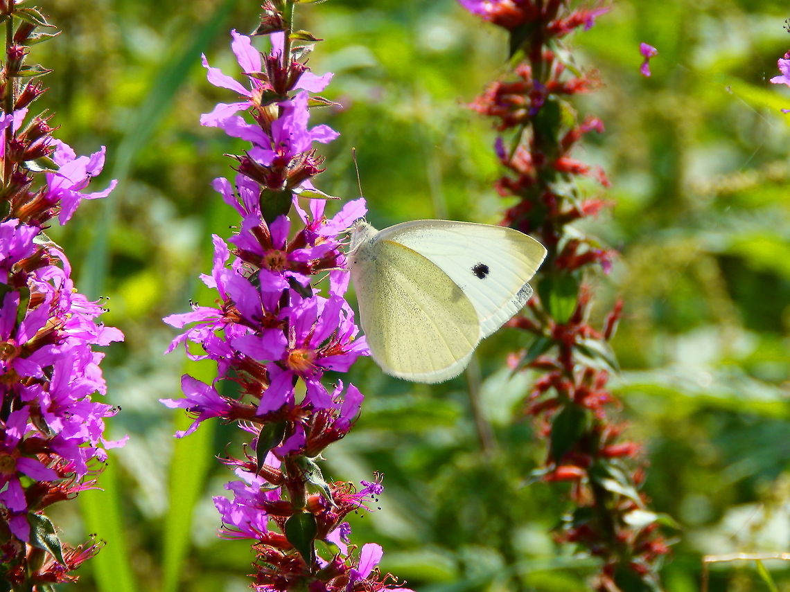 Large white - Pieris brassicae Meerdaalbos, Sep 2014.  Belgium,Geotagged,Large white,Pieris brassicae,Summer