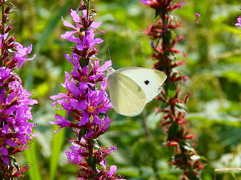 Large white - Pieris brassicae Meerdaalbos, Sep 2014.  Belgium,Geotagged,Large white,Pieris brassicae,Summer