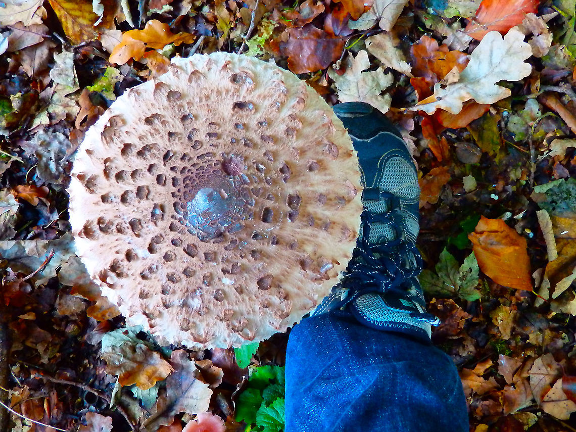 Parasol Mushroom - Macrolepiota procera Majestous parasol next to my 36-size foot for size comparison.<br />
Kasteelpark Arenberg, Oct 2014.<br />
<figure class="photo"><a href="https://www.jungledragon.com/image/127739/parasol_mushroom_-_macrolepiota_procera.html" title="Parasol Mushroom - Macrolepiota procera"><img src="https://s3.amazonaws.com/media.jungledragon.com/images/2298/127739_thumb.JPG?AWSAccessKeyId=05GMT0V3GWVNE7GGM1R2&Expires=1763596810&Signature=Ubdcsi%2F9MDqo0Qe2Afyl%2Fu12RKk%3D" width="118" height="152" alt="Parasol Mushroom - Macrolepiota procera Floor perspective.<br />
Kasteelpark Arenberg, Oct 2014. <br />
https://www.jungledragon.com/image/127735/macrolepiota_procera_1.html Belgium,Fall,Geotagged,Macrolepiota procera" /></a></figure> Belgium,Fall,Geotagged,Macrolepiota procera