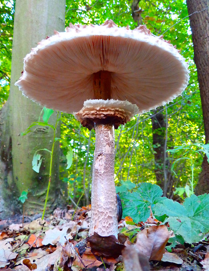 Parasol Mushroom - Macrolepiota procera Floor perspective.<br />
Kasteelpark Arenberg, Oct 2014. <br />
<figure class="photo"><a href="https://www.jungledragon.com/image/127735/parasol_mushroom_-_macrolepiota_procera.html" title="Parasol Mushroom - Macrolepiota procera"><img src="https://s3.amazonaws.com/media.jungledragon.com/images/2298/127735_thumb.JPG?AWSAccessKeyId=05GMT0V3GWVNE7GGM1R2&Expires=1763596810&Signature=FuC0b32MRFYn%2BhI3D2M%2BcR5TFiw%3D" width="200" height="150" alt="Parasol Mushroom - Macrolepiota procera Majestous parasol next to my 36-size foot for size comparison.<br />
Kasteelpark Arenberg, Oct 2014.<br />
https://www.jungledragon.com/image/127739/parasol_mushroom_-_macrolepiota_procera.html Belgium,Fall,Geotagged,Macrolepiota procera" /></a></figure> Belgium,Fall,Geotagged,Macrolepiota procera