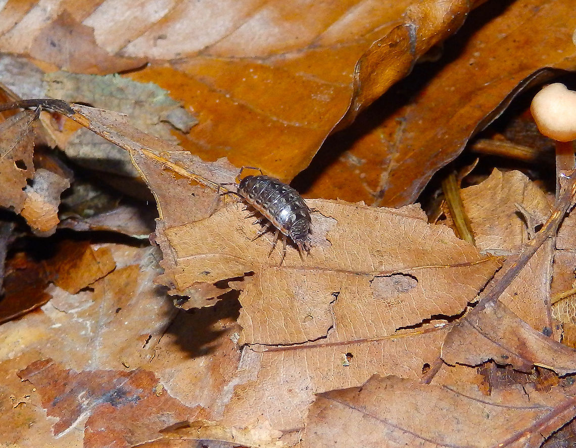 Common Striped Woodlouse - Philoscia muscorum Kasteelpark Arenberg, Oct 2014.<br />
<a href="https://waarnemingen.be/species/8709/photos/" rel="nofollow">https://waarnemingen.be/species/8709/photos/</a>? Belgium,Common Striped Woodlouse,Fall,Geotagged,Philoscia muscorum