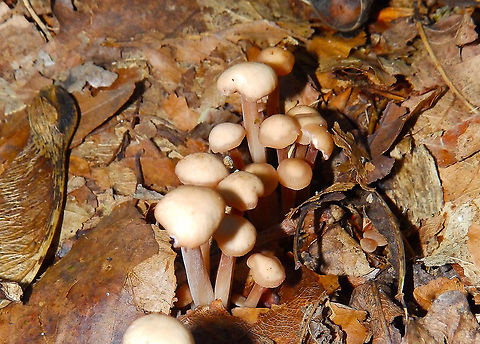 Gymnopus confluens Kasteelpark Arenberg, Oct 2014. Belgium,Fall,Geotagged,Gymnopus confluens