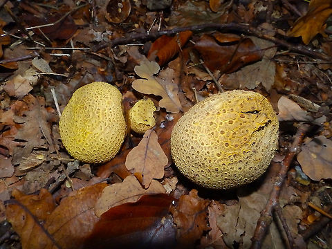 Common Earthball - Scleroderma citrinum Kasteelpark Arenberg, Oct 2014. Belgium,Common Earthball,Fall,Geotagged,Scleroderma citrinum