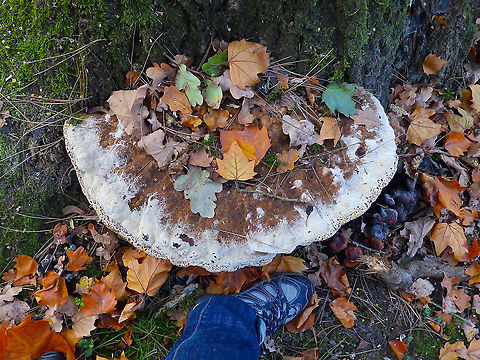 Oak Bracket - Pseudoinonotus dryadeus With my 36 size foot next for an idea of size.
Kasteelpark Arenberg, Oct 2014. 
https://waarnemingen.be/species/673601/photos/? Belgium,Fall,Geotagged,Inonotus dryadeus,Oak Bracket