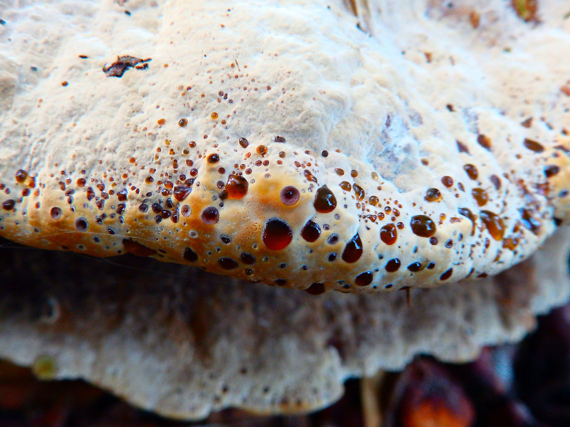 Oak Bracket - Pseudoinonotus dryadeus A close up of the same fungus.<br />
Kasteelpark Arenberg, Oct 2014.  Belgium,Fall,Geotagged,Inonotus dryadeus,Oak Bracket