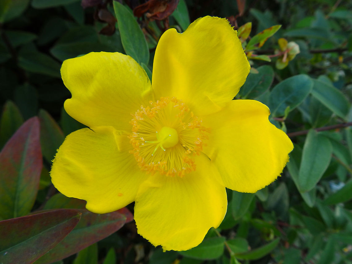 Hypericum calycinum Kasteelpark Arenberg, Oct 2014.  Belgium,Fall,Geotagged,Hypericum calycinum,Rose-of-Sharon