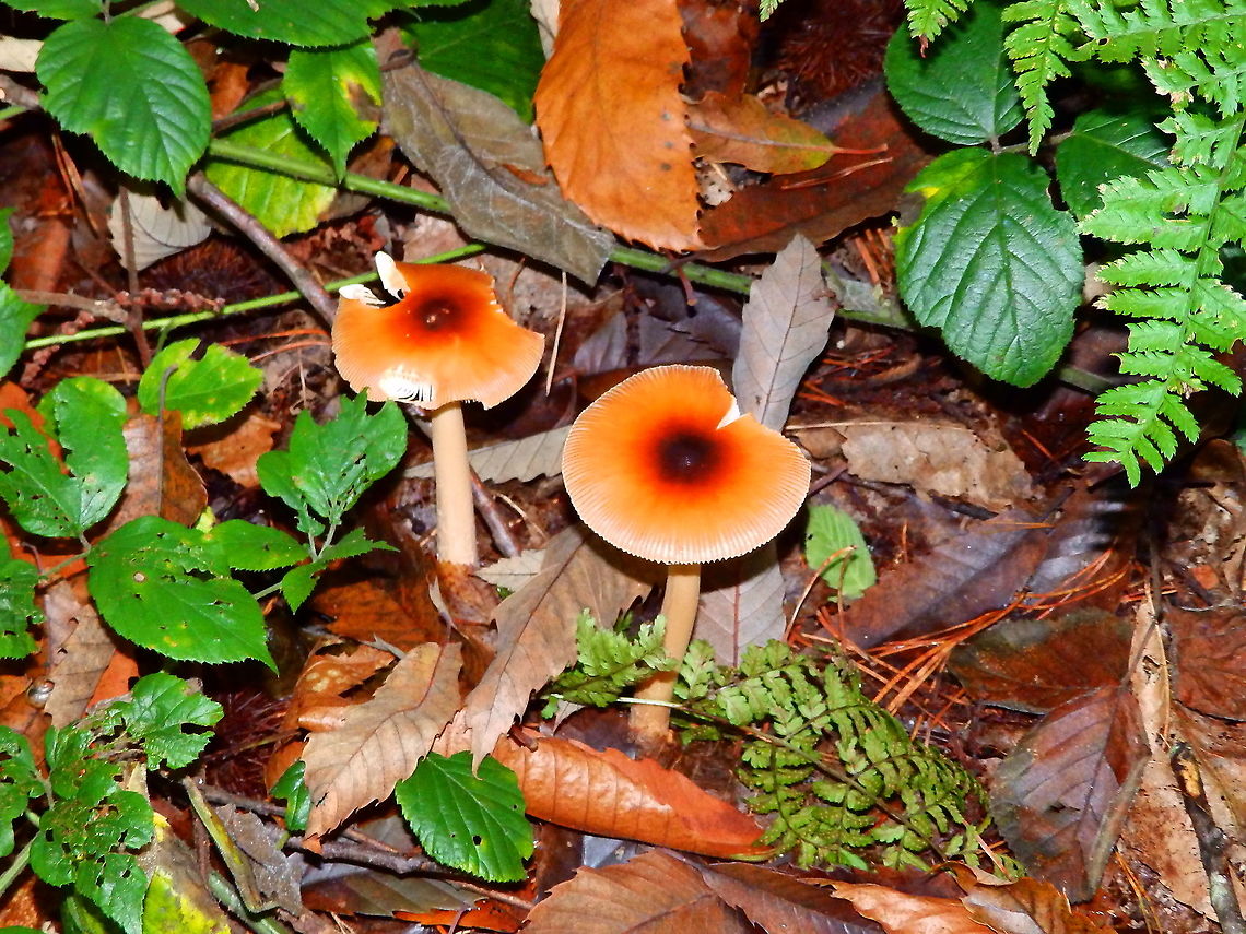 Amanita fulva Meerdaalbos, Oct 2014. Amanita fulva,Belgium,Fall,Geotagged