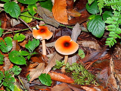Amanita fulva Meerdaalbos, Oct 2014. Amanita fulva,Belgium,Fall,Geotagged