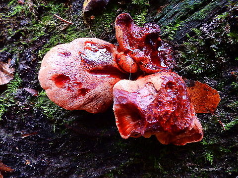 Fistulina hepatica Meerdaalbos, Oct 2014.  Belgium,Fall,Fistulina hepatica,Geotagged