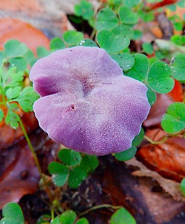 Amethyst Deceiver - Laccaria amethystina Meerdaalbos, Oct 2014.  Amethyst Deceiver,Belgium,Fall,Geotagged,Laccaria amethystina