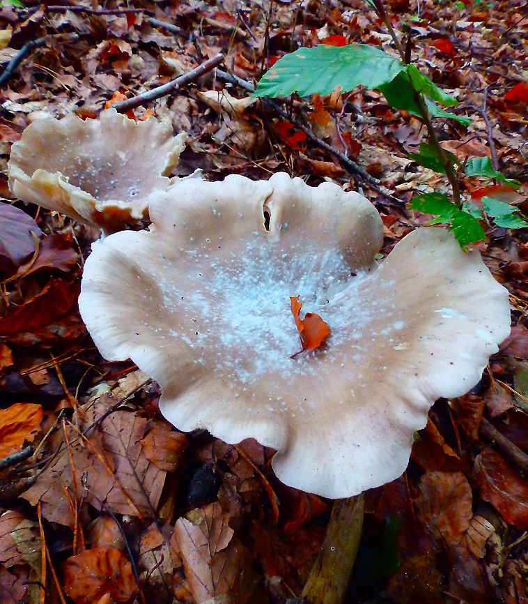 Clouded agaric - Clitocybe nebularis Meerdaalbos, Oct 2014.  Belgium,Clitocybe nebularis,Clouded Agaric,Fall,Geotagged