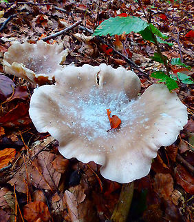 Clouded agaric - Clitocybe nebularis Meerdaalbos, Oct 2014.  Belgium,Clitocybe nebularis,Clouded Agaric,Fall,Geotagged