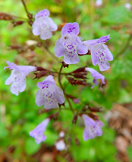 Lesser calamint - Clinopodium nepeta/calamintha Vipava, Slovenia Oct 2014.     Clinopodium nepeta,Fall,Geotagged,Lesser calamint,Slovenia