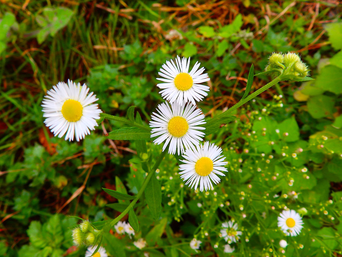 Annual fleabane - Erigeron annuus Vipava, Slovenia. Oct 2014<br />
Not a native plant. Introduced and invasive. Annual fleabane,Erigeron annuus,Fall,Geotagged,Slovenia