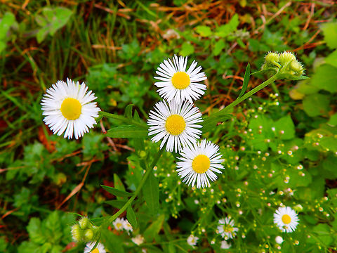 Annual fleabane - Erigeron annuus Vipava, Slovenia. Oct 2014
Not a native plant. Introduced and invasive. Annual fleabane,Erigeron annuus,Fall,Geotagged,Slovenia